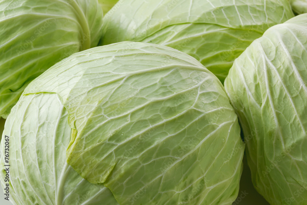 Fototapeta premium キャベツ Cabbage