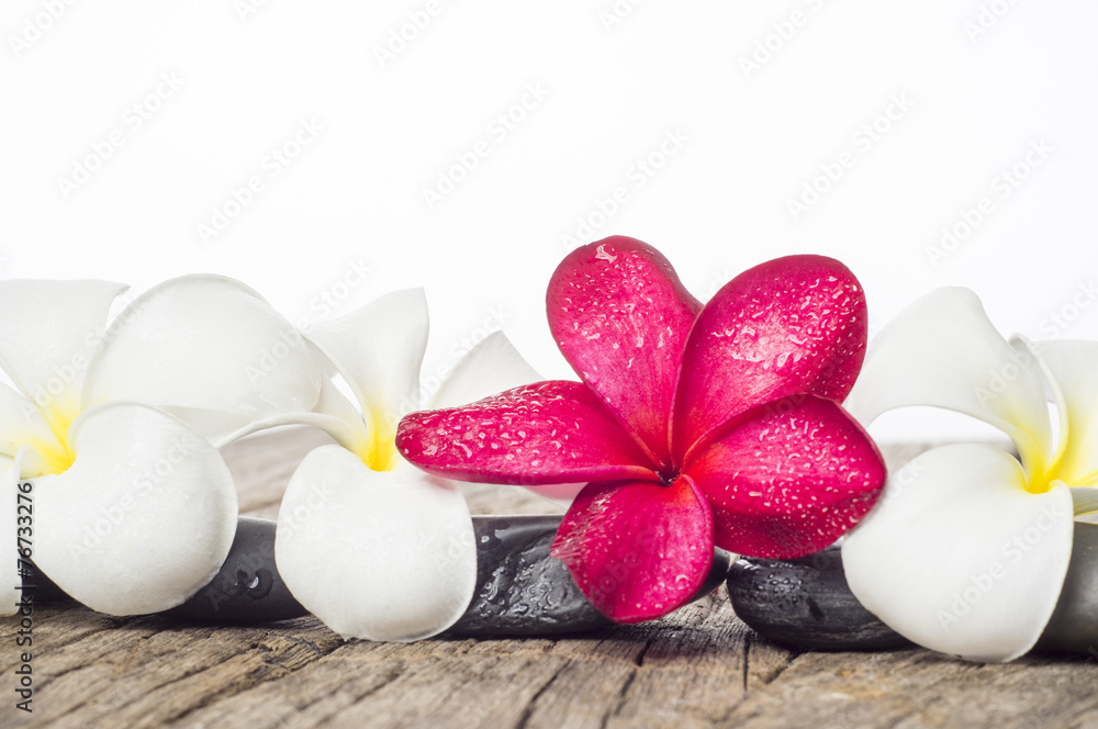 White and Red Frangipani Flowers White and Red Frangipani Flowers