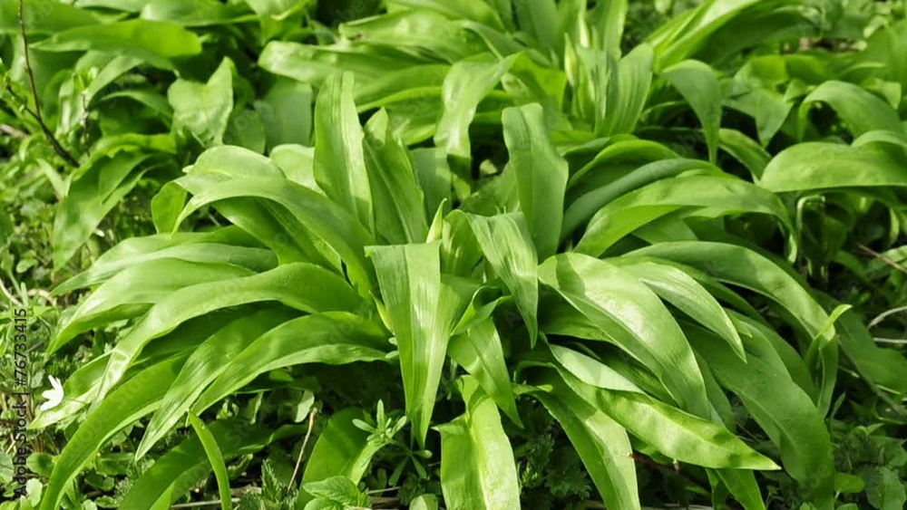 Bärlauch, Heilpflanze und Wildgemüse Bärlauch, Heilpflanze und Wildgemüse