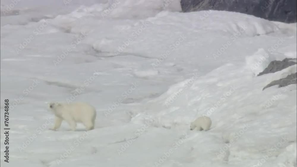 Polar Bears Scavenging Norway Polar Polar Bears Scavenging Norway Polar