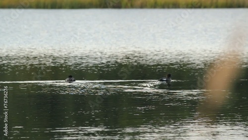 Water Ducks Trees.  photo