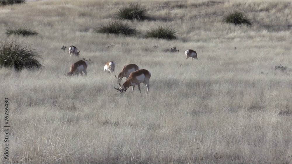 Pronghorn Antelope Pronghorn Antelope
