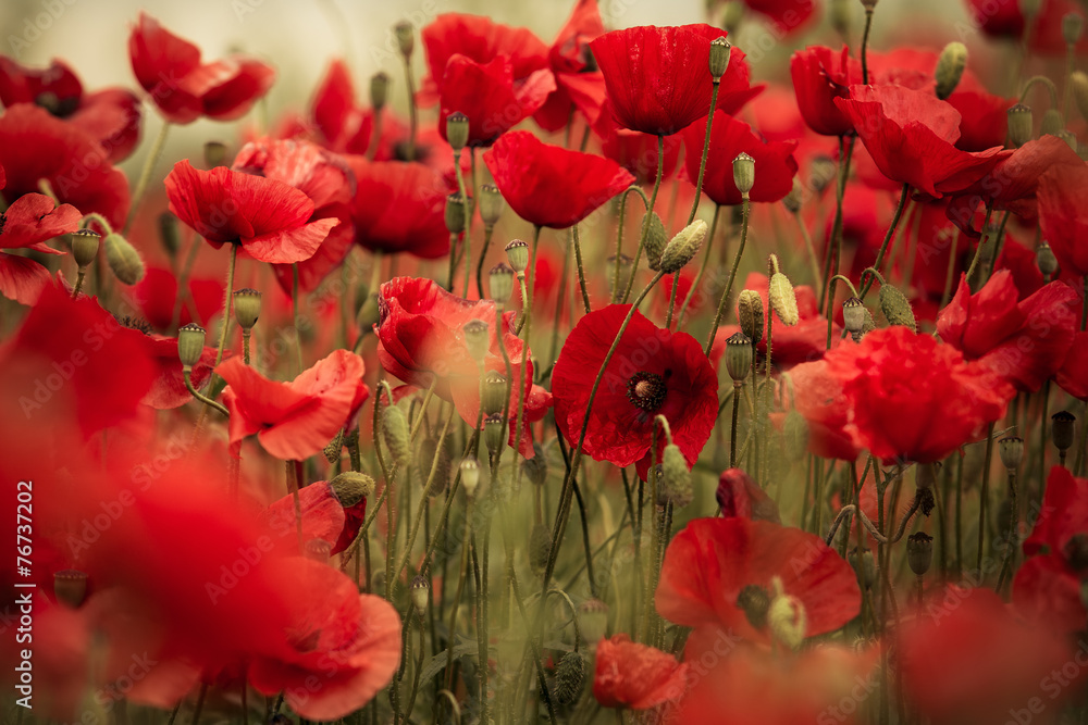 Obraz premium Spring Poppy Flowers