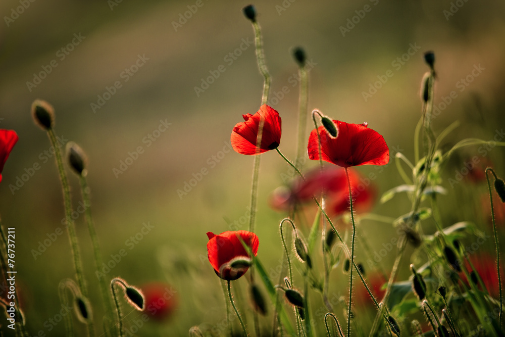 Naklejka premium Spring Poppy Flowers