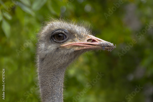 The head of the ostrich.
