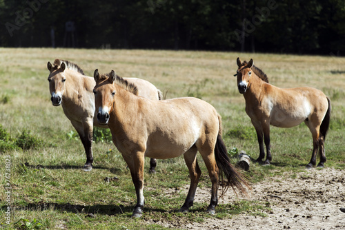Rare horse breed © andreaskrone