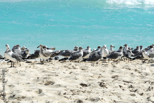 Seagull on the Cancun beach, Yucatan, Mexico © Piotr Pawinski