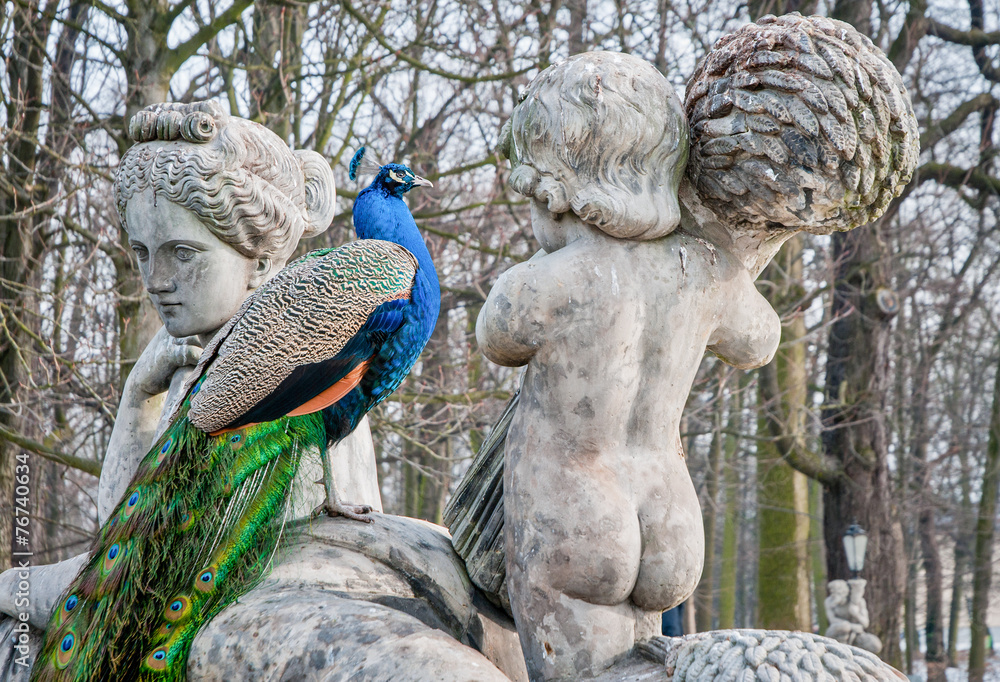 Obraz premium peacock in Lazienki Park (Baths Park or Royal Baths) in Warsaw