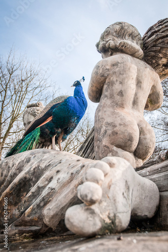 peacock in Lazienki Park (Baths Park or Royal Baths) in Warsaw