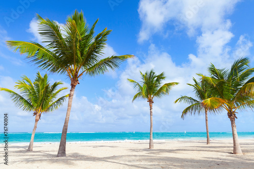 Palm trees grow on empty beach with white sand