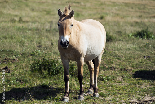 Przewalski s  rare horse breed 