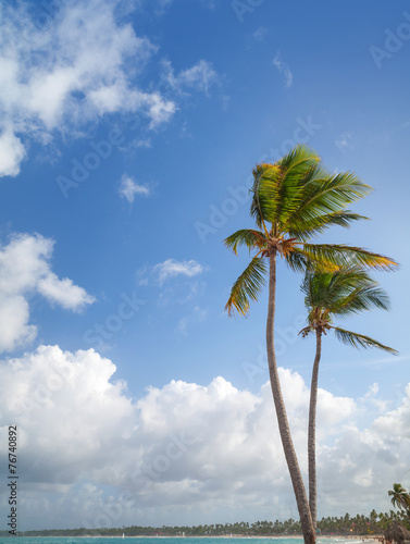 Two palm trees on sandy beach. Coast of Atlantic ocean