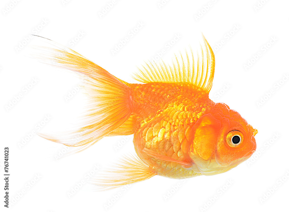 Fototapeta premium Golden fish isolate on white background