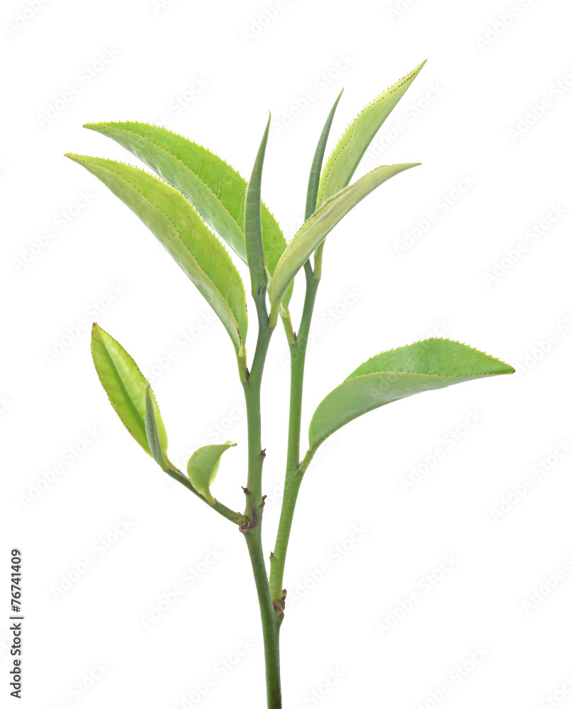 Fototapeta premium Green tea leaf isolated on white background