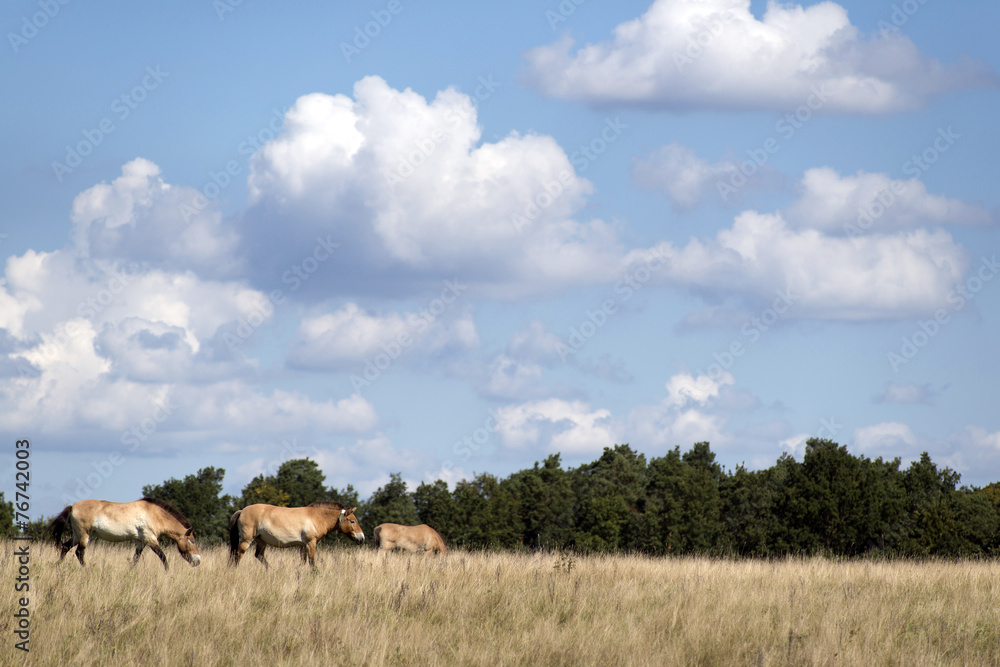 Obraz premium Przewalski's (rare horse breed)