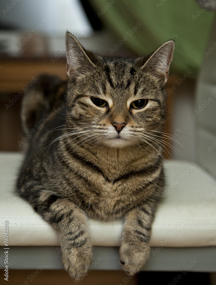 Getigerte Katze Getigerte Katze