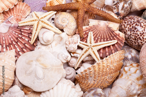 background of  various seashells, starfish and seahorse