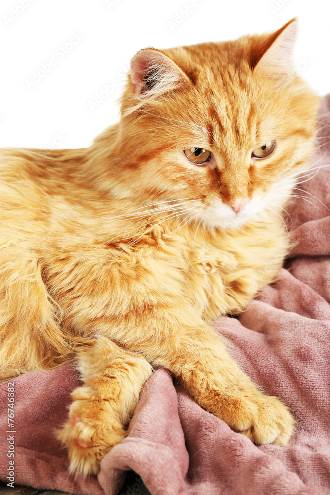 Red cat on warm plaid and white background