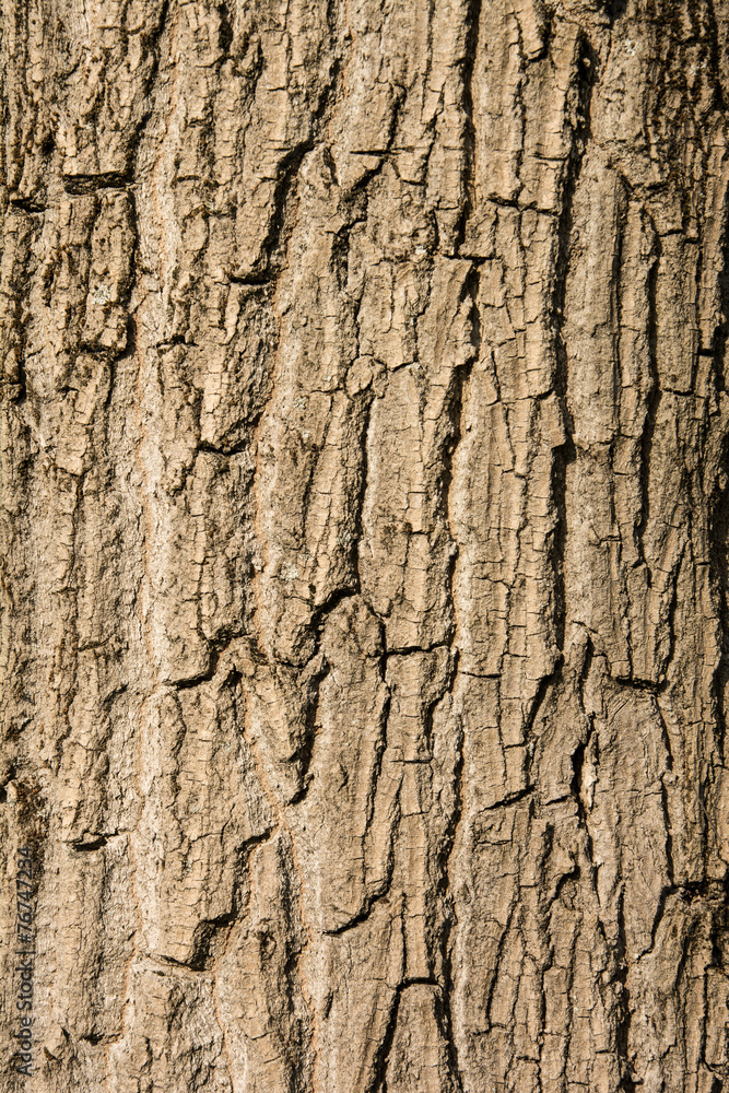 corteccia corteccia