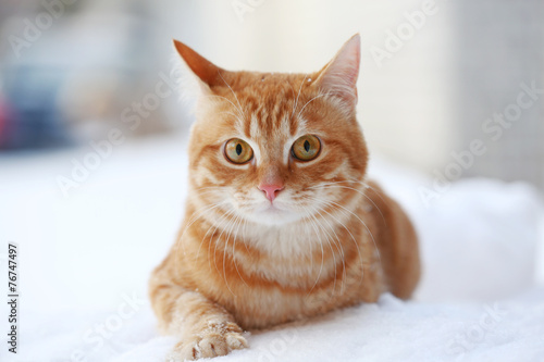 Fototapeta Naklejka Na Ścianę i Meble -  Beautiful ginger cat on snow background