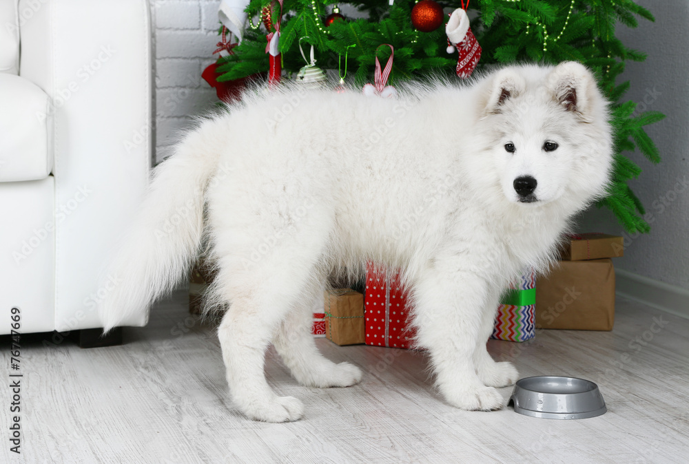 Pretty Samoyed dog with metal bowl in room with Christmas tree