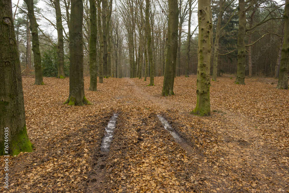 Fototapeta premium Frozen tracks in a beech forest in winter