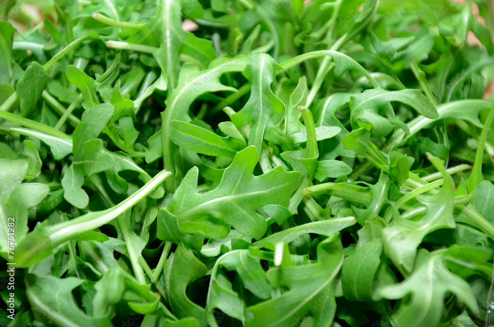 greens arugula leaf on the full background greens arugula leaf on the full background