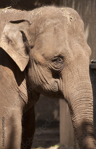 Canvas Print Head and ears of a gray elephant