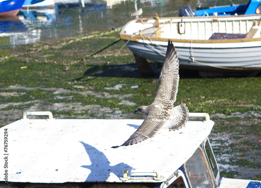 Fototapeta premium Flying young seagull Brixham Devon England UK