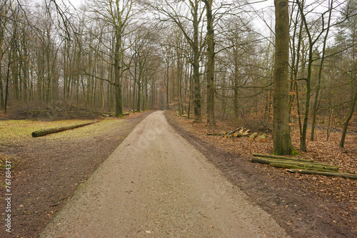 Road in a beech forest in winter