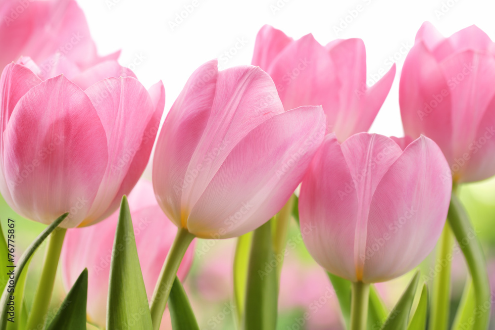 Fototapeta premium Świezi tulipanowi kwiaty