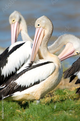 Australian Pelicans