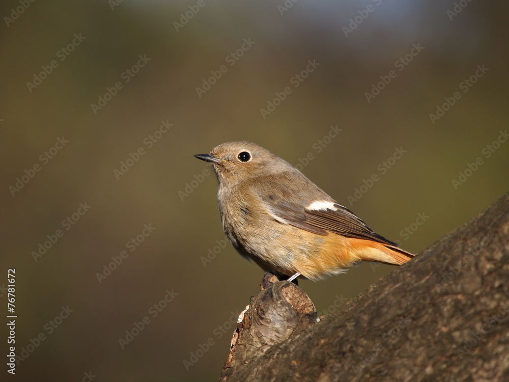 Fototapeta premium ジョウビタキ