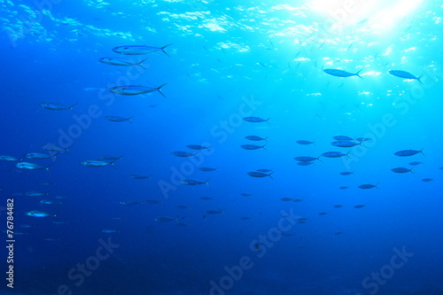 Fish school sardines © Richard Carey