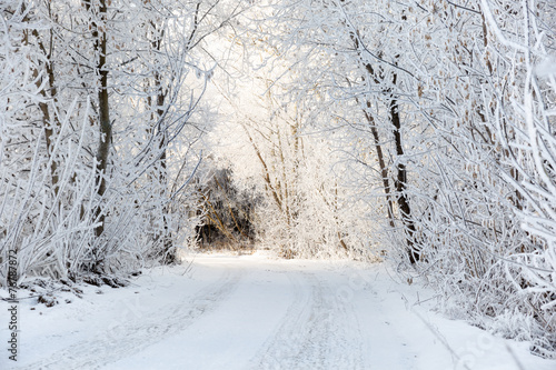 Wallpaper Mural Winter road in snowy forest landscape Torontodigital.ca