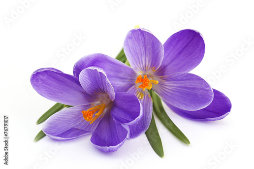 crocus - flowers of spring