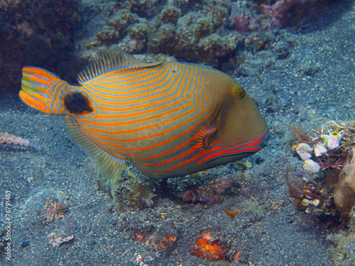 Coral fish, Island Bali, Tulamben
