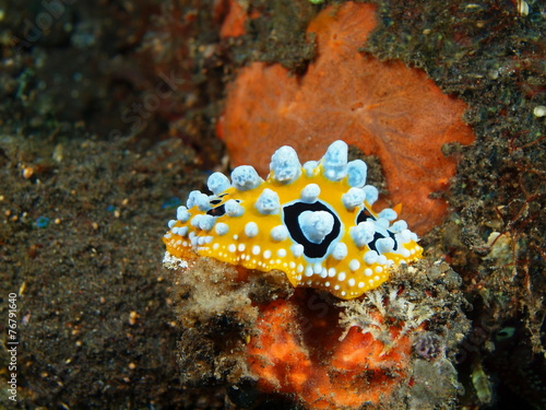True sea slug, Island Bali, Tulamben