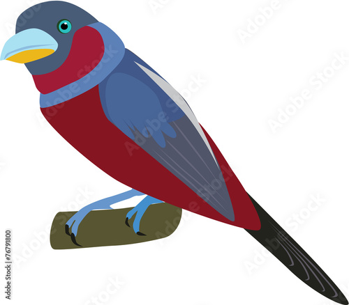 beautilful black and red broadbill vector photo