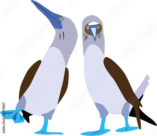 cute blue-footed booby couple vector