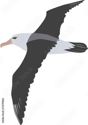 Quadro em tela giant flying albatross vector
