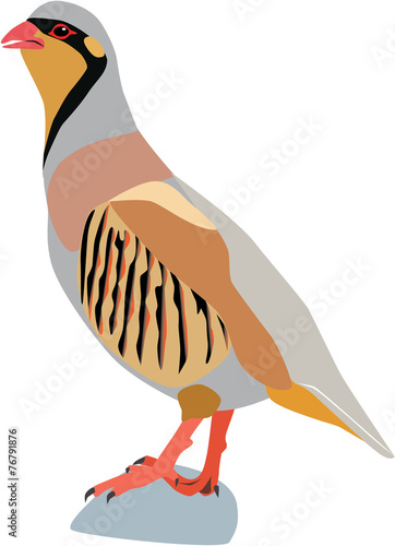 cute colorful chukar cartoon vector photo