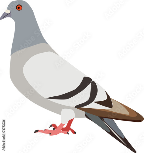cute pigeon or dove vector