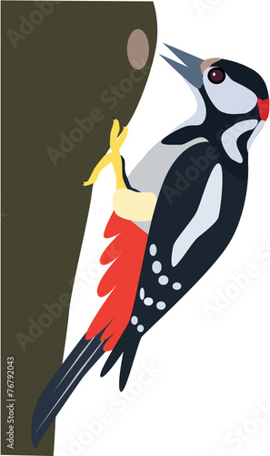 colorful woodpecker finding bugs vector