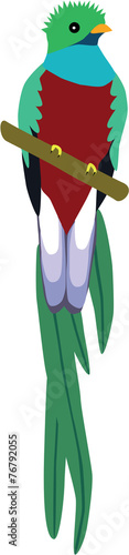 cute colorful Resplendent Quetzal vector