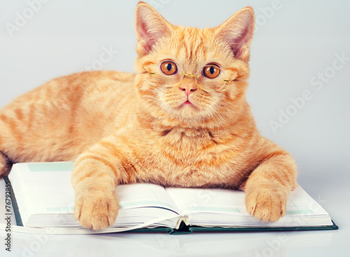 Cute business cat wearing glasses reading notebook (book)