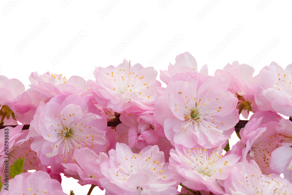 Blossoming pink tree Flowers