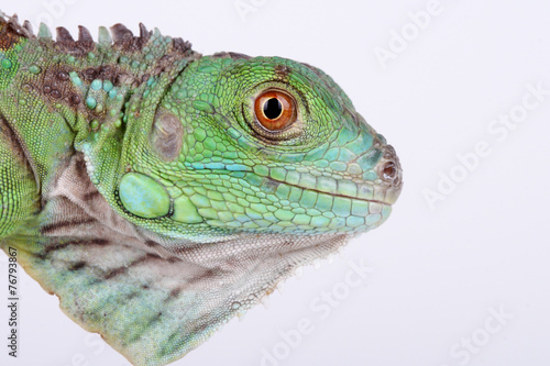 Green Iguana