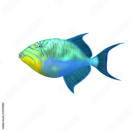 triggerfish