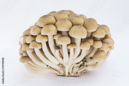 mushroom on white backround